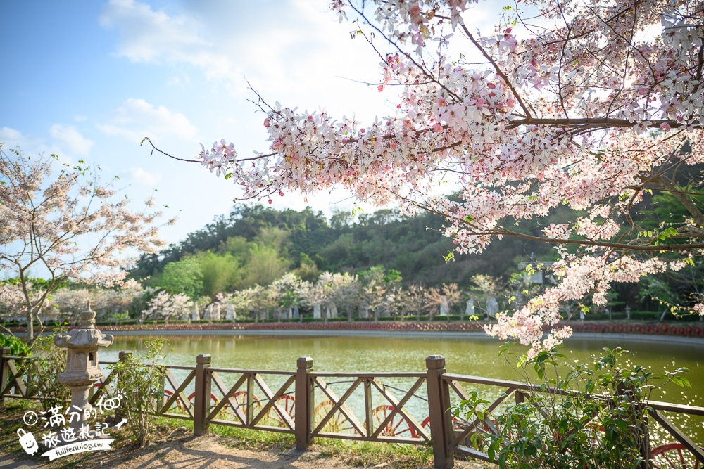高雄【神威天臺山道場】六龜花旗木湖景秘境.金碧輝煌神殿隱藏夢幻泰國櫻花林!
