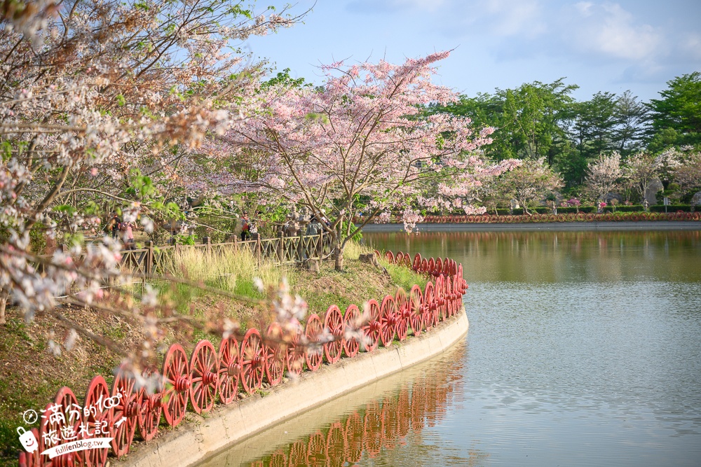【2025全台花旗木景點推薦】TOP7人氣花旗木賞花秘境,最浪漫的四月泰國櫻花!
