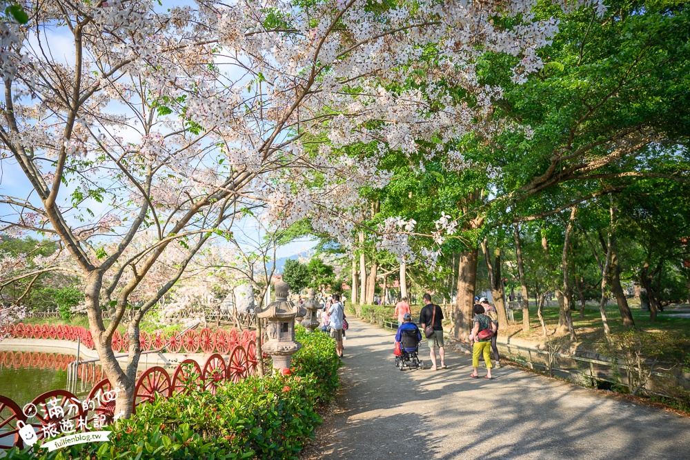 高雄【神威天臺山道場】六龜花旗木湖景秘境.金碧輝煌神殿隱藏夢幻泰國櫻花林!