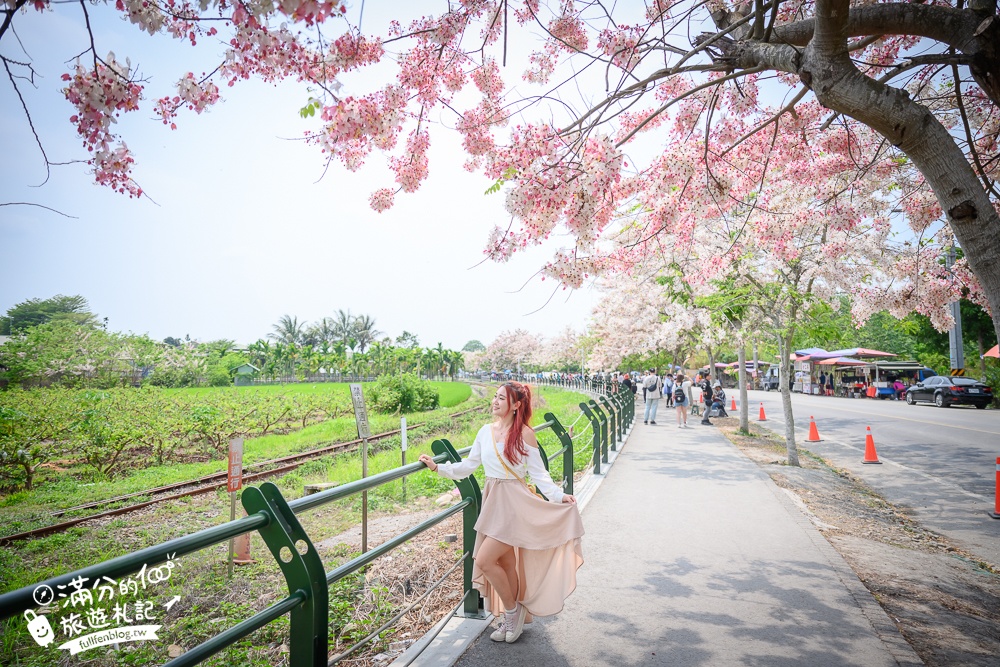 【2025全台花旗木景點推薦】TOP7人氣花旗木賞花秘境,最浪漫的四月泰國櫻花!
