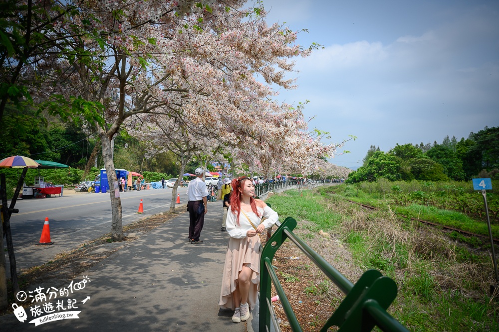 【2025全台花旗木景點推薦】TOP7人氣花旗木賞花秘境,最浪漫的四月泰國櫻花!