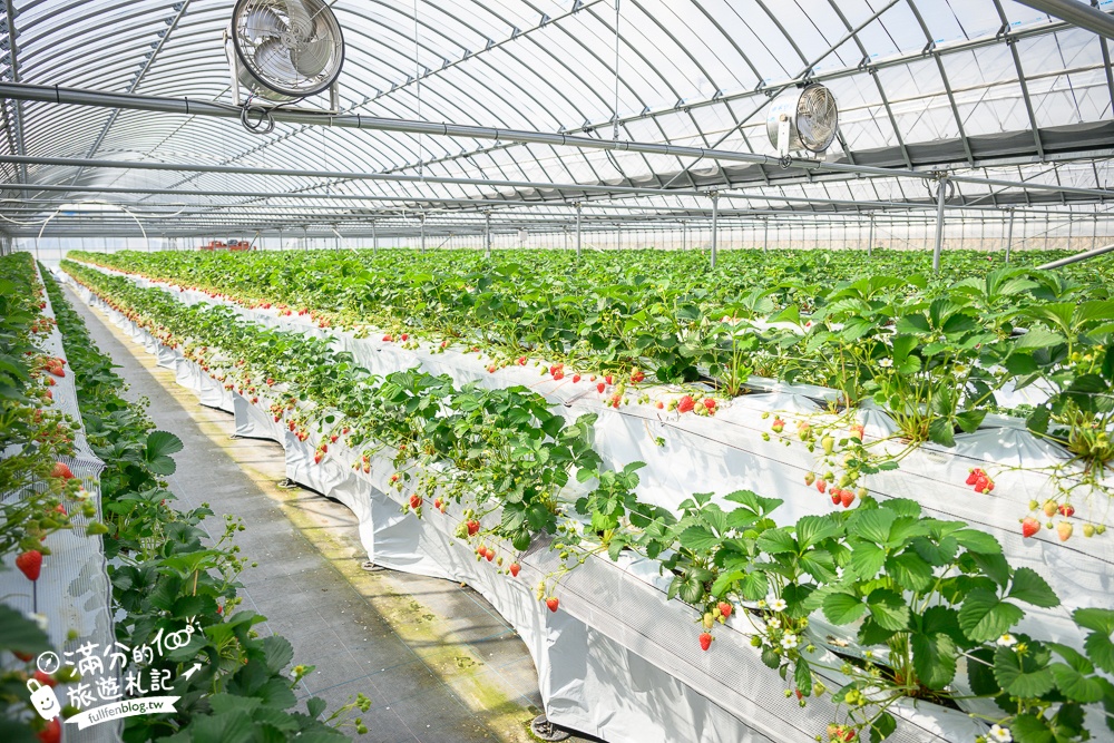福岡草莓園【Fruitelier中村果樹園】久留米親子草莓園,50分鐘草莓吃到飽.能邊採邊吃,還有兒童遊戲區好溫馨!