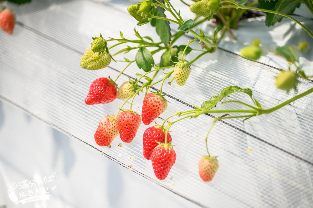 福岡草莓園【Fruitelier中村果樹園】久留米親子草莓園,50分鐘草莓吃到飽.能邊採邊吃,還有兒童遊戲區好溫馨!
