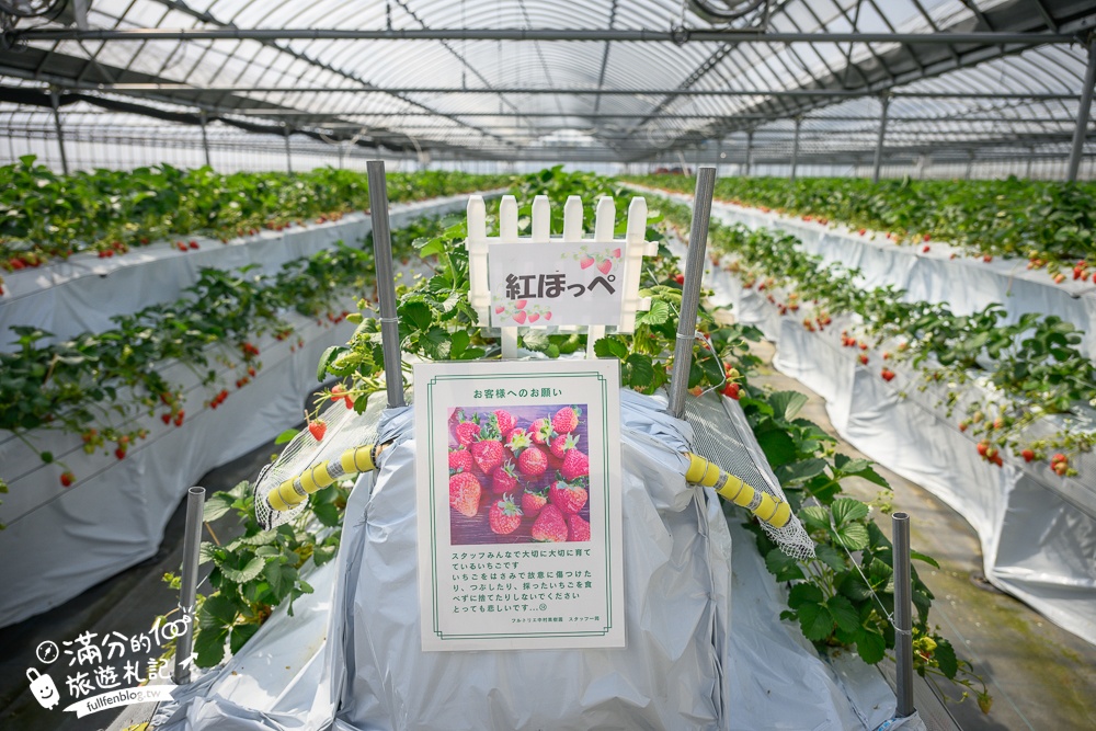 福岡草莓園【Fruitelier中村果樹園】久留米親子草莓園,50分鐘草莓吃到飽.能邊採邊吃,還有兒童遊戲區好溫馨!