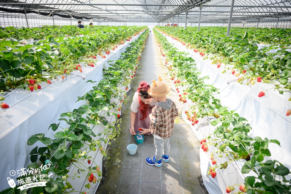 福岡草莓園【Fruitelier中村果樹園】久留米親子草莓園,50分鐘草莓吃到飽.能邊採邊吃,還有兒童遊戲區好溫馨!