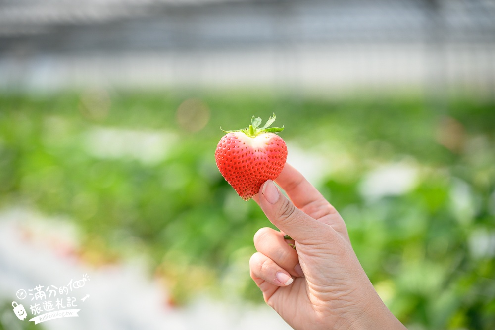 福岡草莓園【Fruitelier中村果樹園】久留米親子草莓園,50分鐘草莓吃到飽.能邊採邊吃,還有兒童遊戲區好溫馨!