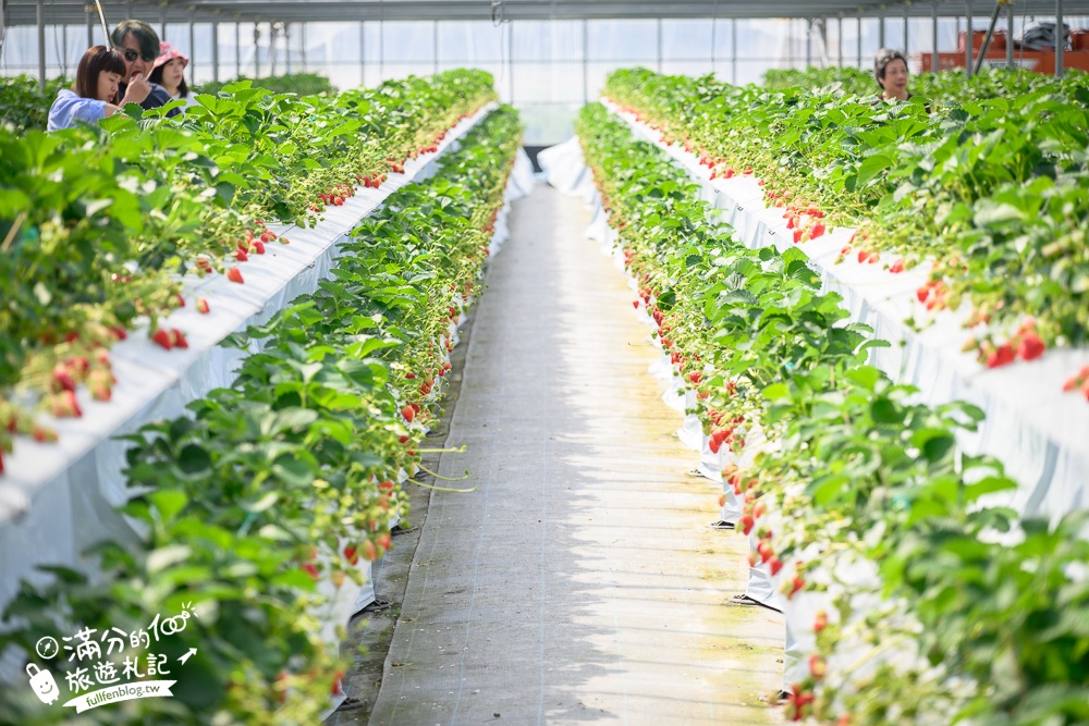 福岡草莓園【Fruitelier中村果樹園】久留米親子草莓園,50分鐘草莓吃到飽.能邊採邊吃,還有兒童遊戲區好溫馨!