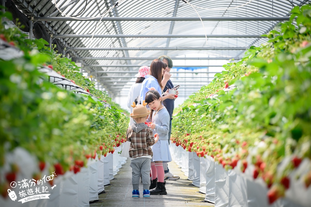 福岡草莓園【Fruitelier中村果樹園】久留米親子草莓園,50分鐘草莓吃到飽.能邊採邊吃,還有兒童遊戲區好溫馨!