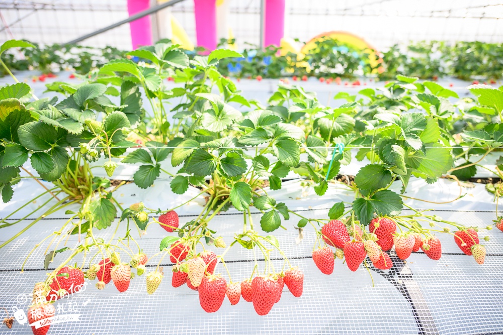 福岡草莓園【Fruitelier中村果樹園】久留米親子草莓園,50分鐘草莓吃到飽.能邊採邊吃,還有兒童遊戲區好溫馨!