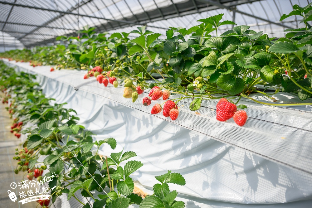 福岡草莓園【Fruitelier中村果樹園】久留米親子草莓園,50分鐘草莓吃到飽.能邊採邊吃,還有兒童遊戲區好溫馨!