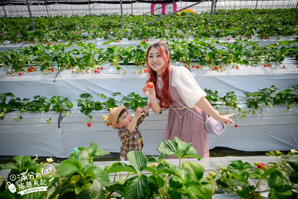 福岡草莓園【Fruitelier中村果樹園】久留米親子草莓園,50分鐘草莓吃到飽.能邊採邊吃,還有兒童遊戲區好溫馨!
