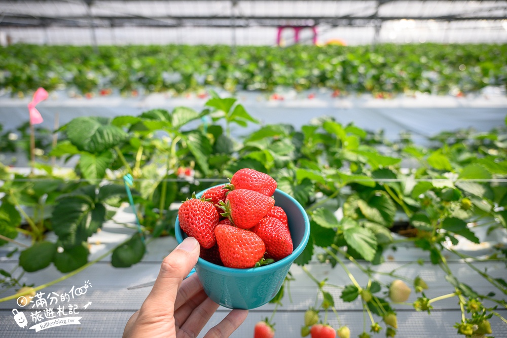 福岡草莓園【Fruitelier中村果樹園】久留米親子草莓園,50分鐘草莓吃到飽.能邊採邊吃,還有兒童遊戲區好溫馨!