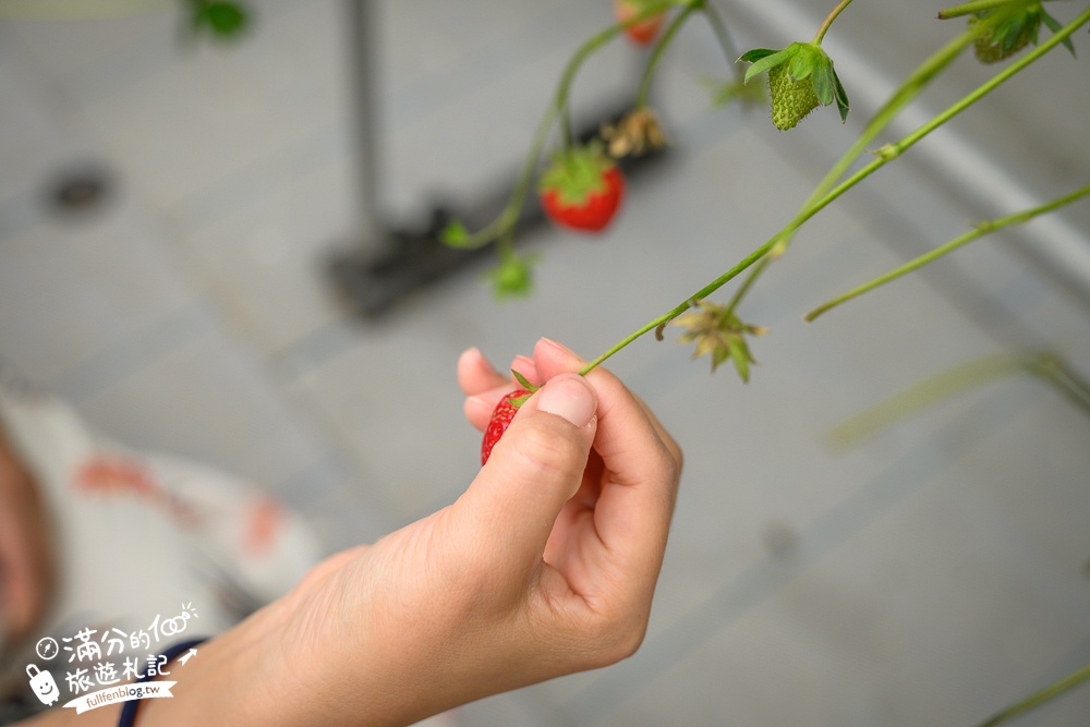 沖繩草莓園推薦【美麗草莓南城溫室】40分鐘沖繩草莓放題吃到飽,還能搭煉乳巧克力一起吃超特別!