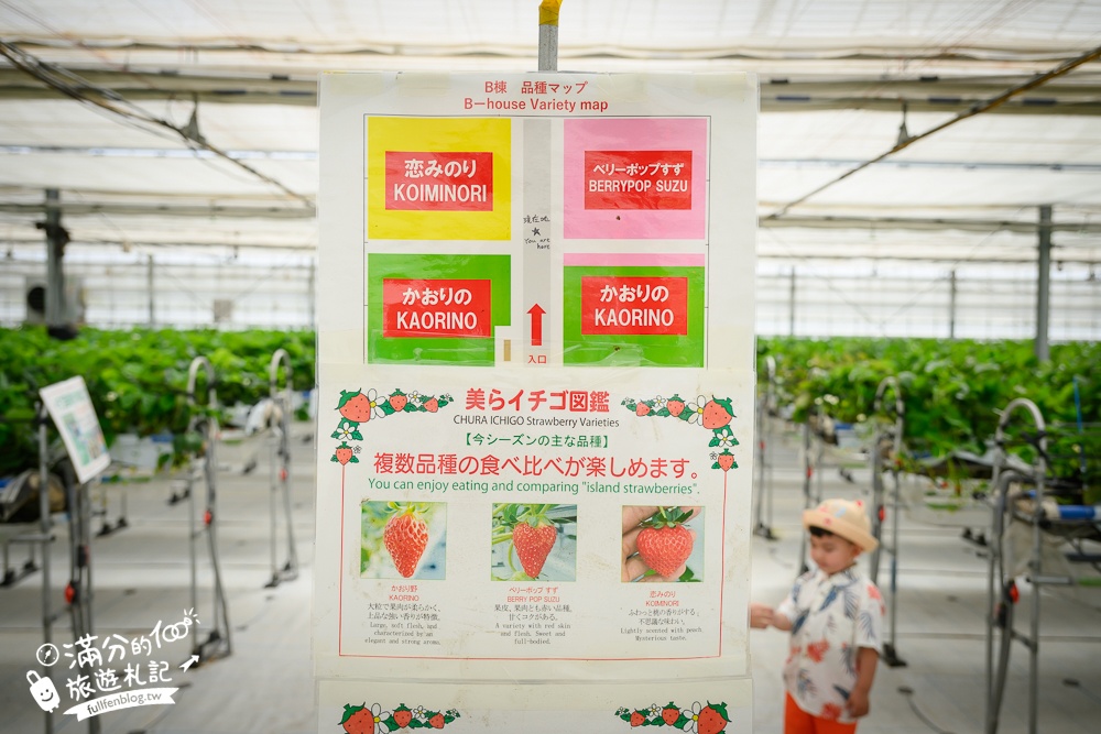 沖繩草莓園推薦【美麗草莓南城溫室】40分鐘沖繩草莓放題吃到飽,還能搭煉乳巧克力一起吃超特別!
