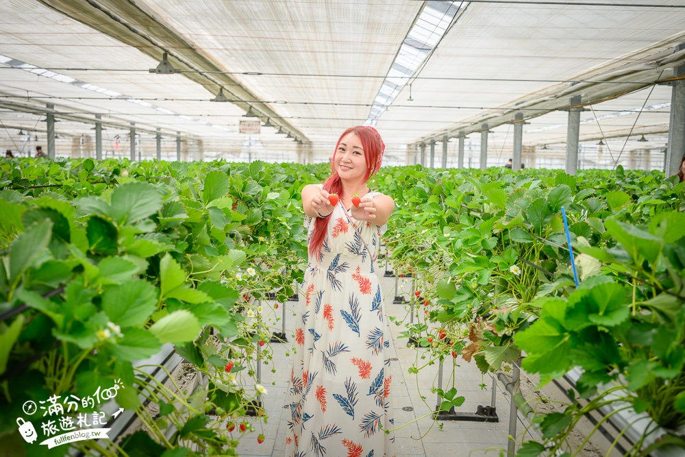 沖繩草莓園推薦【美麗草莓南城溫室】40分鐘沖繩草莓放題吃到飽,還能搭煉乳巧克力一起吃超特別!