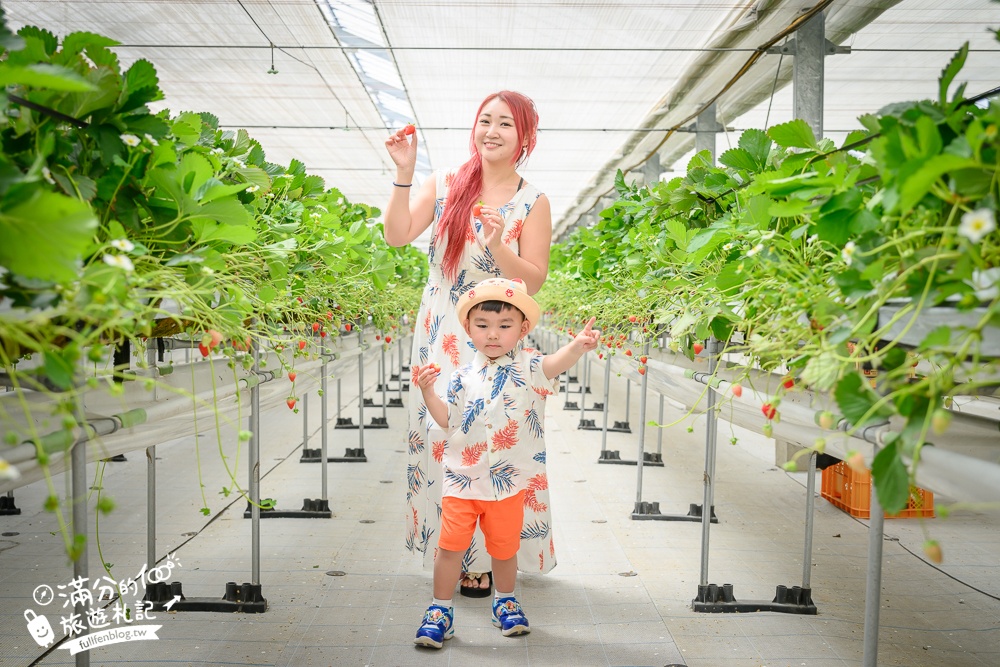 沖繩草莓園推薦【美麗草莓南城溫室】40分鐘沖繩草莓放題吃到飽,還能搭煉乳巧克力一起吃超特別!