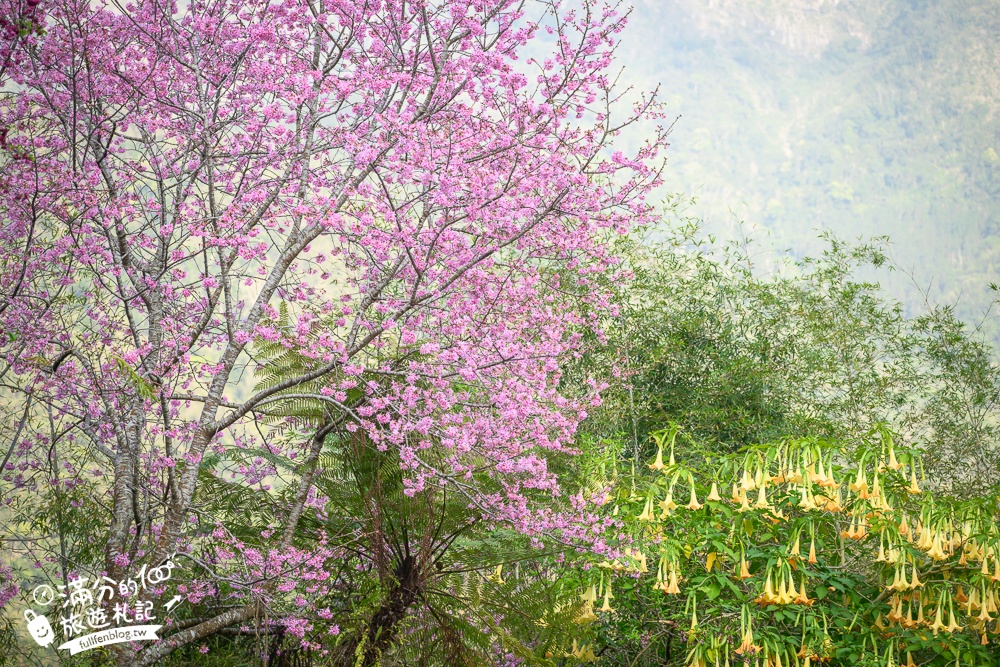南投【竹棧餐廳】鹿谷景觀餐廳.在孟宗竹林裡享受野菜山產,主人招待拔絲地瓜更驚艷!