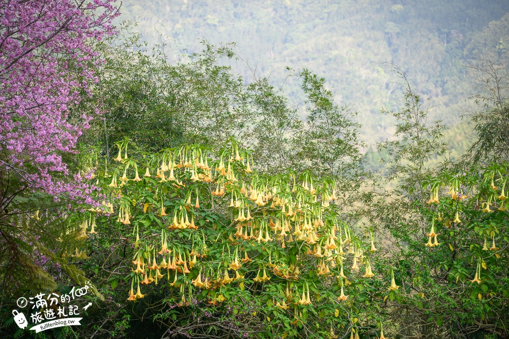 南投【竹棧餐廳】鹿谷景觀餐廳.在孟宗竹林裡享受野菜山產,主人招待拔絲地瓜更驚艷!