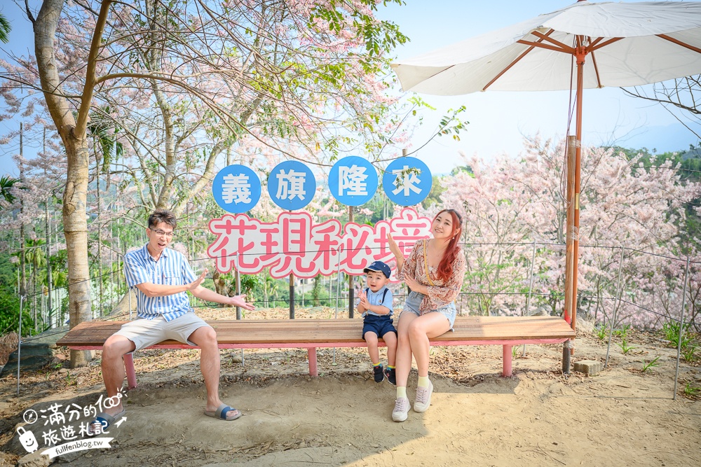 【2025全台花旗木景點推薦】TOP7人氣花旗木賞花秘境,最浪漫的四月泰國櫻花!