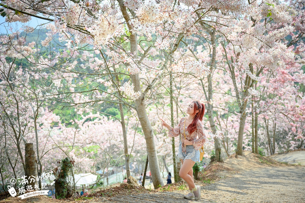 【2025全台花旗木景點推薦】TOP7人氣花旗木賞花秘境,最浪漫的四月泰國櫻花!