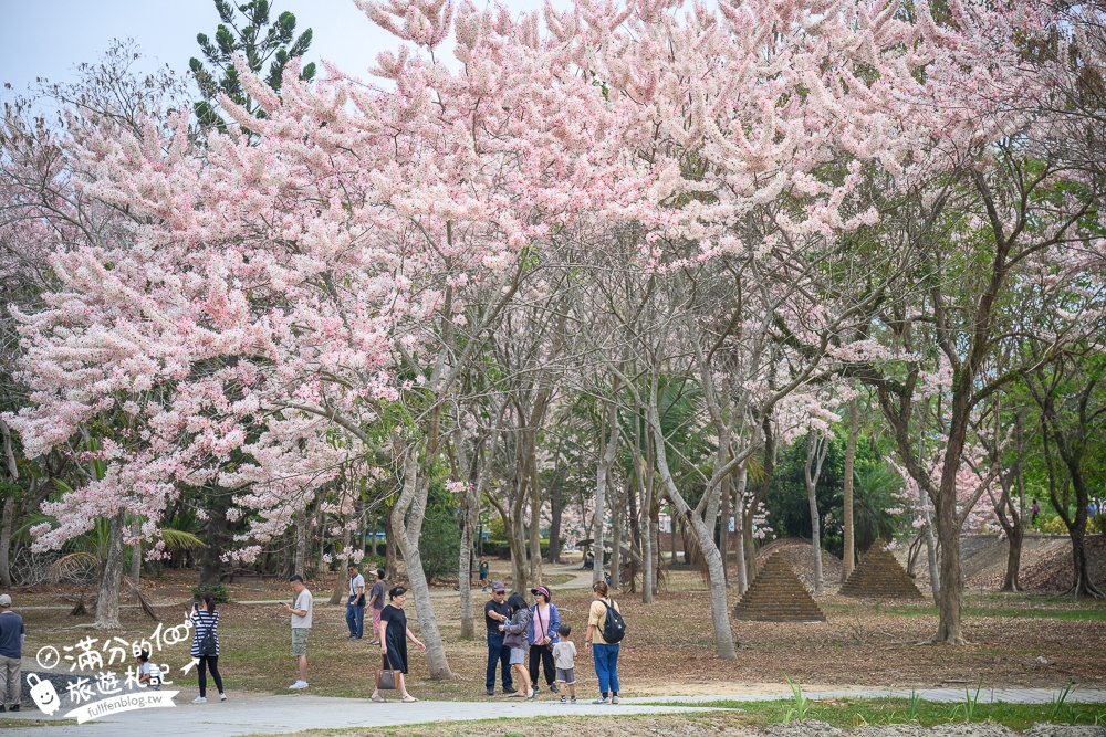 【2025全台花旗木景點推薦】TOP7人氣花旗木賞花秘境,最浪漫的四月泰國櫻花!