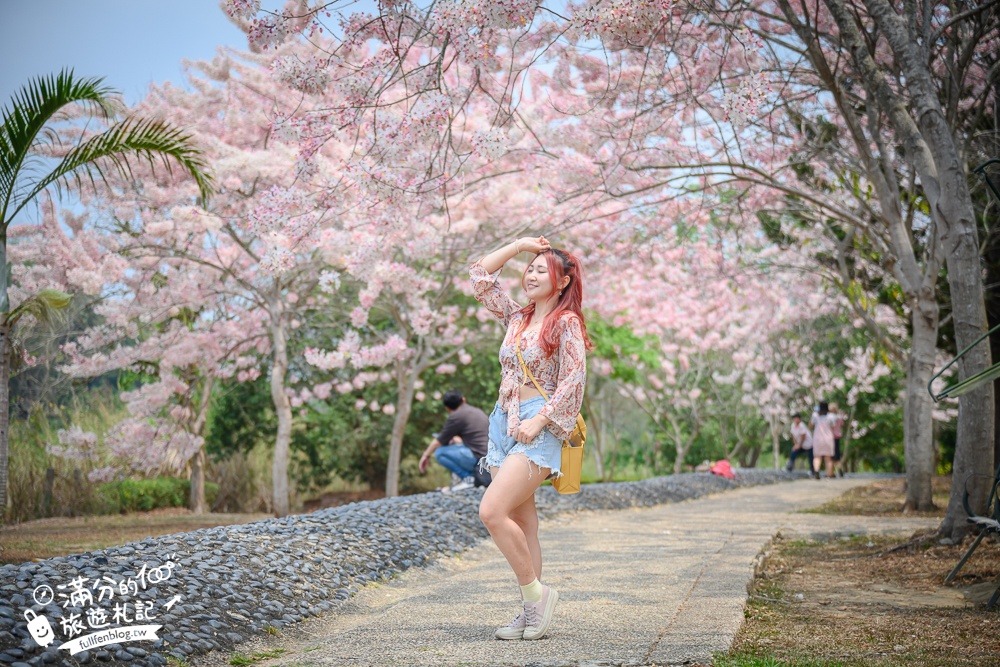 【2025全台花旗木景點推薦】TOP7人氣花旗木賞花秘境,最浪漫的四月泰國櫻花!