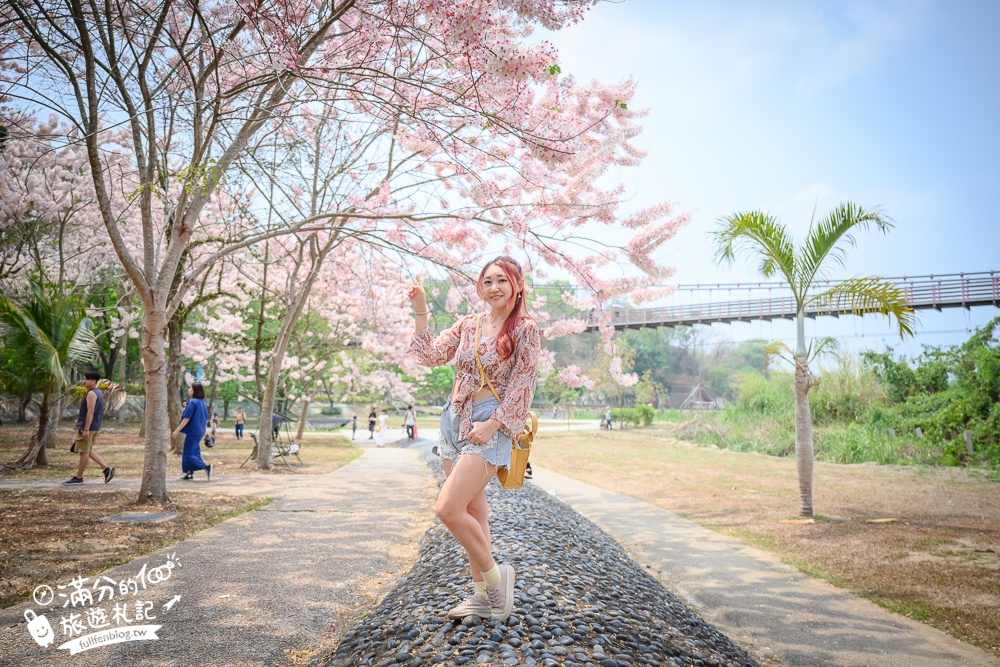 【2025全台花旗木景點推薦】TOP7人氣花旗木賞花秘境,最浪漫的四月泰國櫻花!
