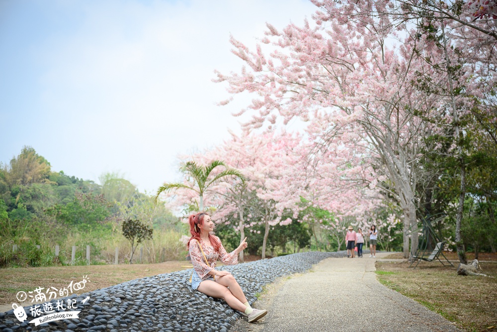 【2025全台花旗木景點推薦】TOP7人氣花旗木賞花秘境,最浪漫的四月泰國櫻花!