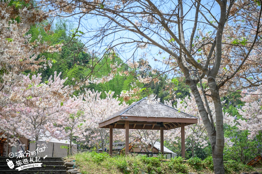 【2025全台花旗木景點推薦】TOP7人氣花旗木賞花秘境,最浪漫的四月泰國櫻花!