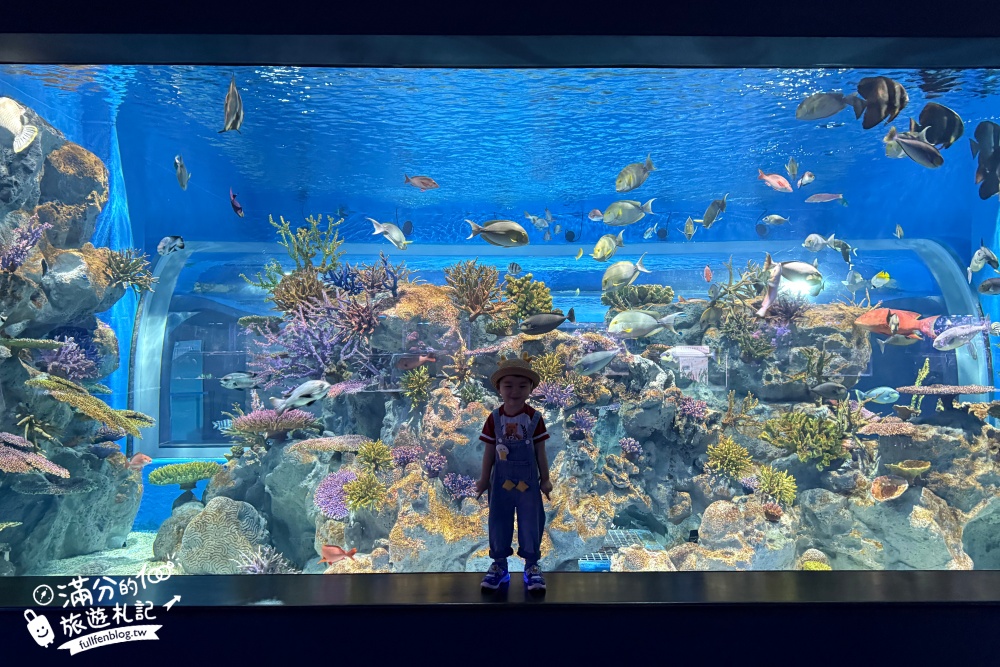 【2025沖繩DMM Kariyushi水族館】最新門票&玩樂攻略,餵企鵝.餵樹懶.摸鯊魚,拍海蝕洞,逛iias 沖繩豐崎,沖繩全室內親子水族館帶你玩!