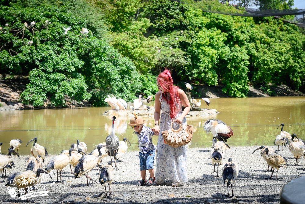 【沖繩名護自然動植物公園】沖繩必玩親子景點.搭小火車探索小亞馬遜河,與群鳥合影超震撼!