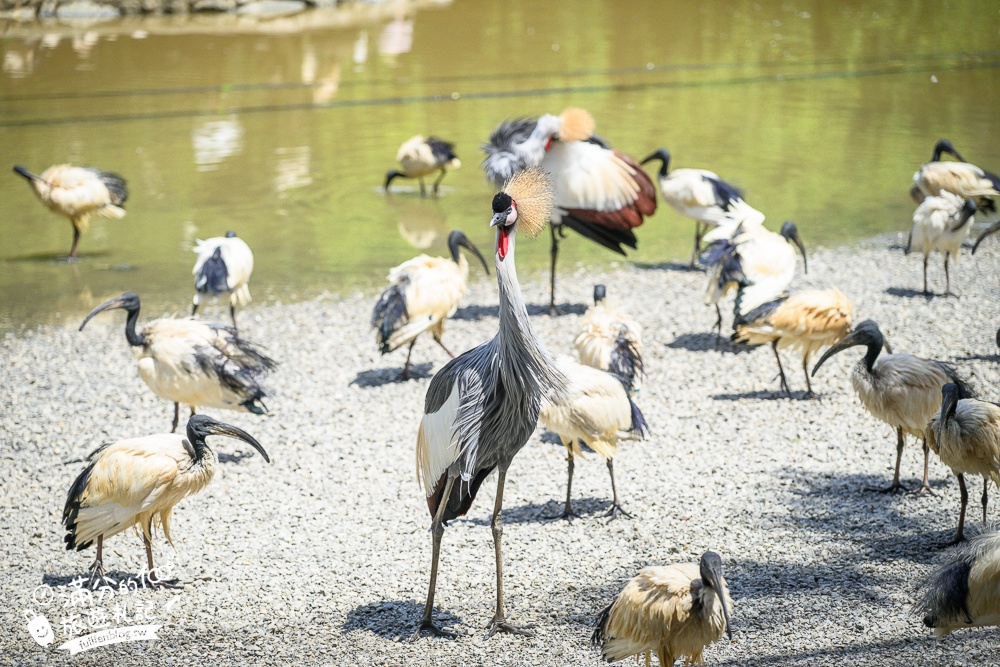 【沖繩名護自然動植物公園】沖繩必玩親子景點.搭小火車探索小亞馬遜河,與群鳥合影超震撼!