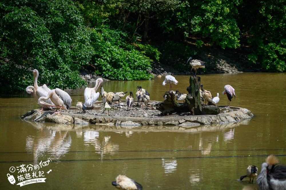 【沖繩名護自然動植物公園】沖繩必玩親子景點.搭小火車探索小亞馬遜河,與群鳥合影超震撼!
