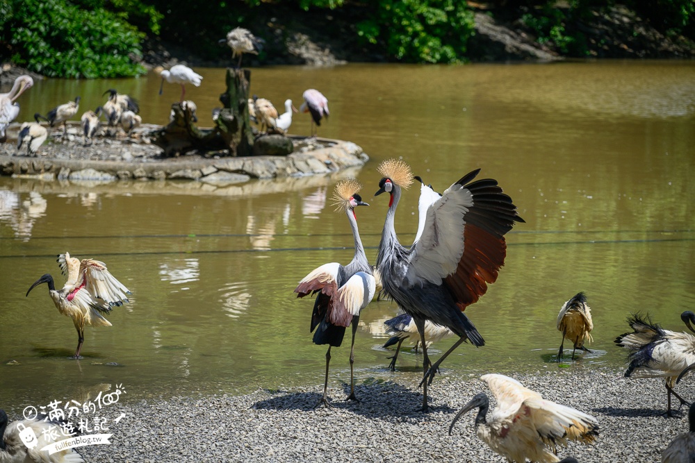【沖繩名護自然動植物公園】沖繩必玩親子景點.搭小火車探索小亞馬遜河,與群鳥合影超震撼!