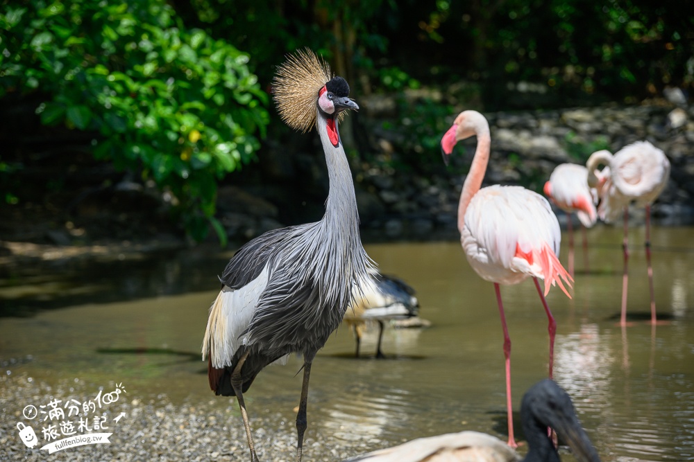 【沖繩名護自然動植物公園】沖繩必玩親子景點.搭小火車探索小亞馬遜河,與群鳥合影超震撼!