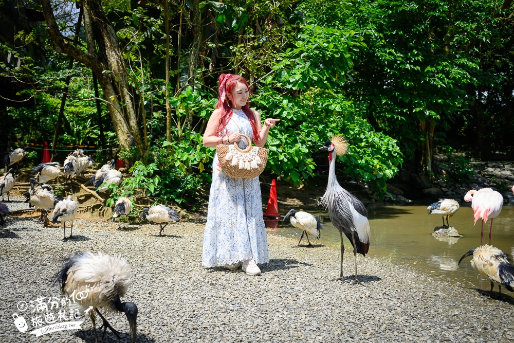 【沖繩名護自然動植物公園】沖繩必玩親子景點.搭小火車探索小亞馬遜河,與群鳥合影超震撼!