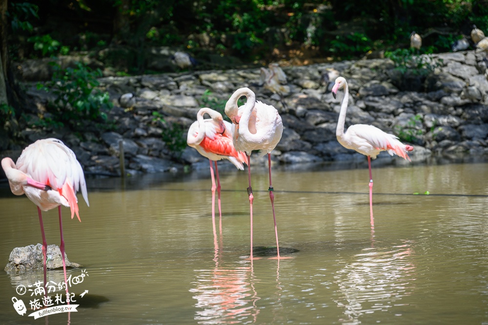 【沖繩名護自然動植物公園】沖繩必玩親子景點.搭小火車探索小亞馬遜河,與群鳥合影超震撼!
