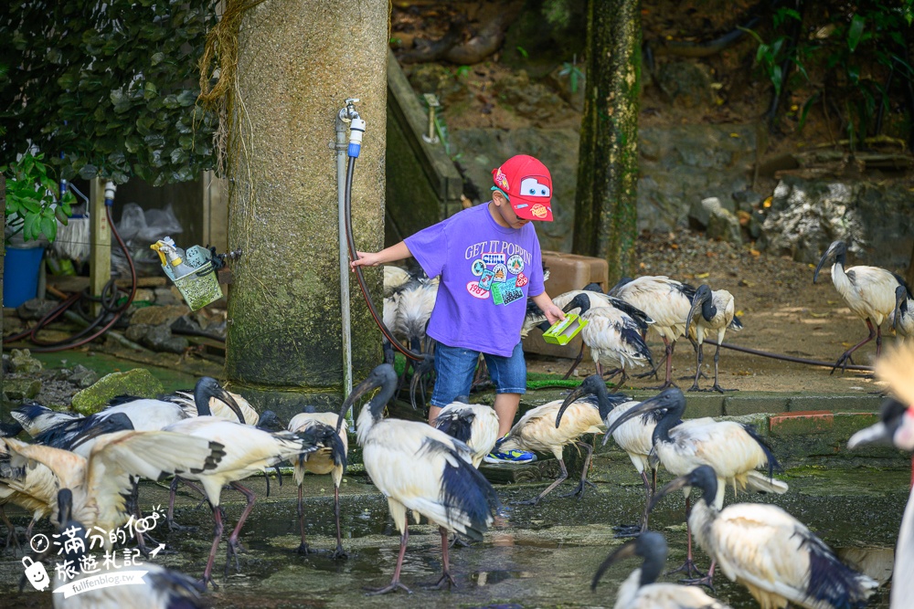 【沖繩名護自然動植物公園】沖繩必玩親子景點.搭小火車探索小亞馬遜河,與群鳥合影超震撼!