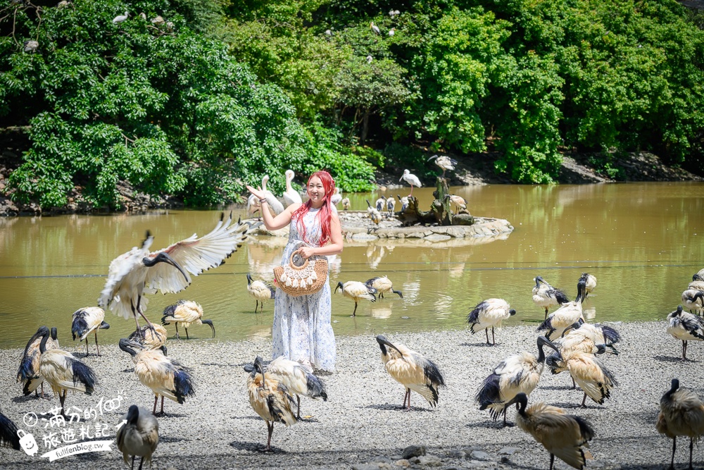 【沖繩名護自然動植物公園】沖繩必玩親子景點.搭小火車探索小亞馬遜河,與群鳥合影超震撼!