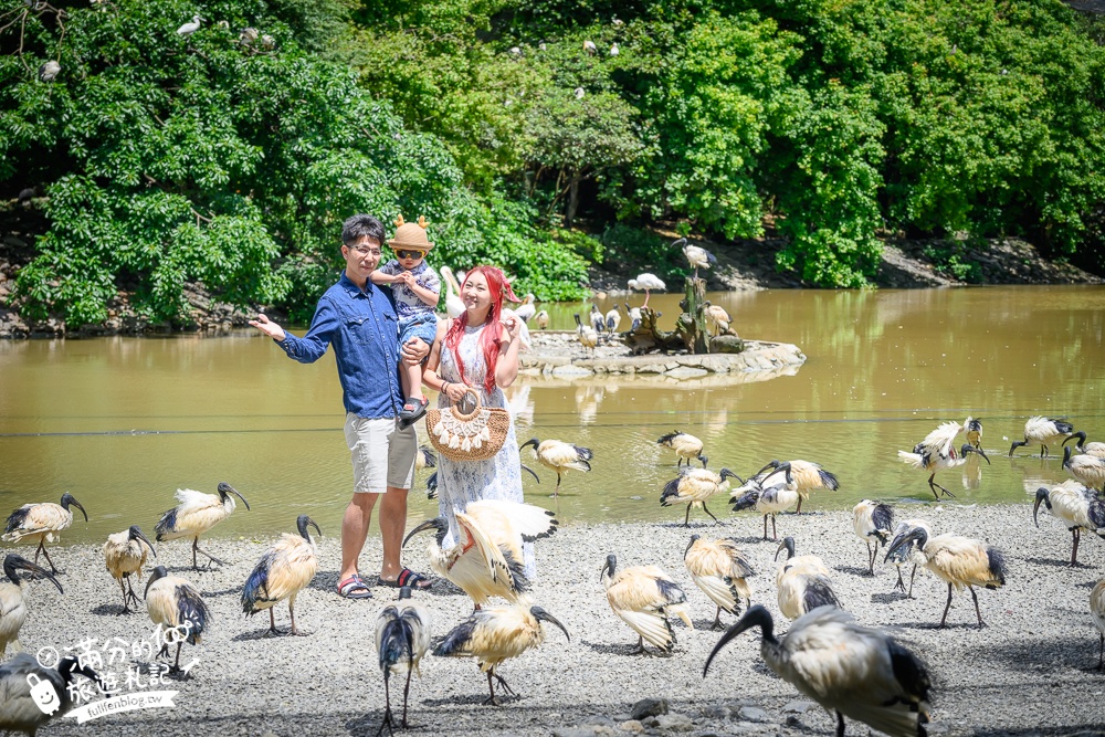 【沖繩名護自然動植物公園】沖繩必玩親子景點.搭小火車探索小亞馬遜河,與群鳥合影超震撼!