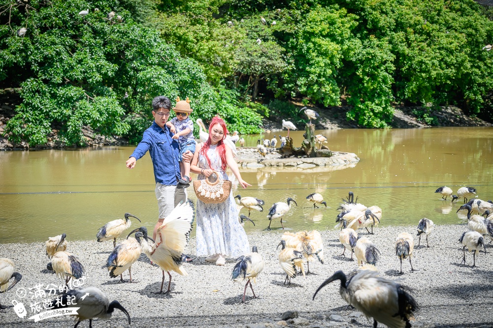 【沖繩名護自然動植物公園】沖繩必玩親子景點.搭小火車探索小亞馬遜河,與群鳥合影超震撼!