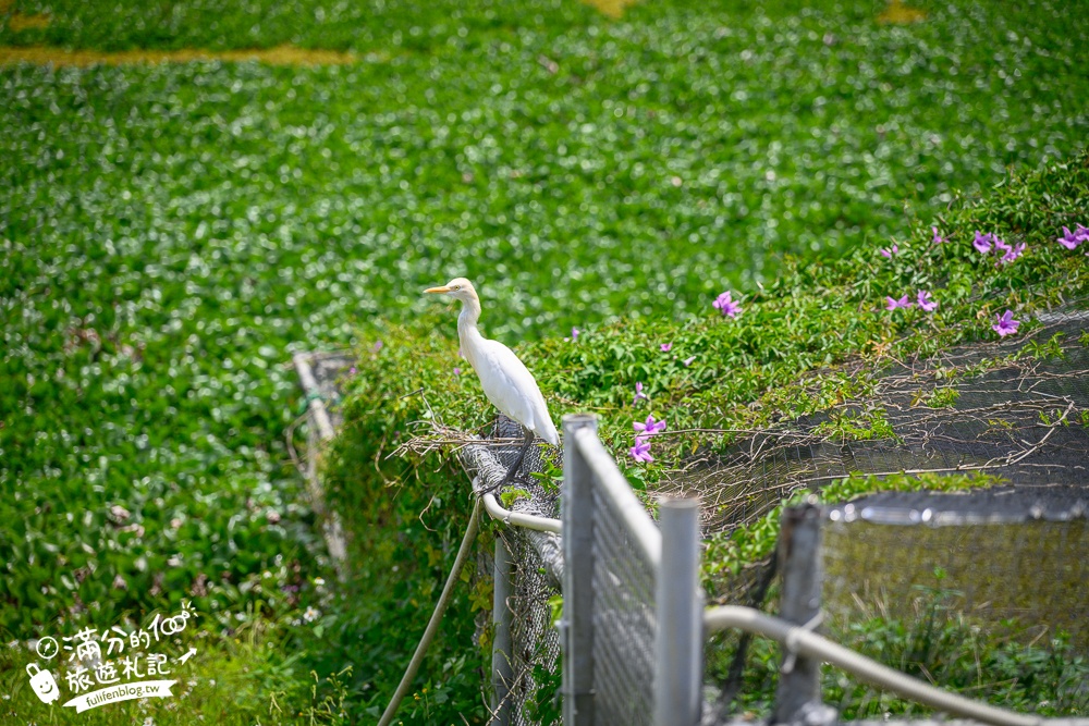 【沖繩名護自然動植物公園】沖繩必玩親子景點.搭小火車探索小亞馬遜河,與群鳥合影超震撼!