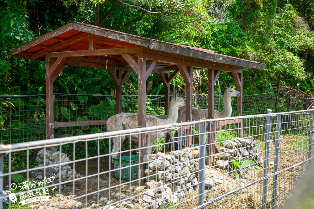 【沖繩名護自然動植物公園】沖繩必玩親子景點.搭小火車探索小亞馬遜河,與群鳥合影超震撼!