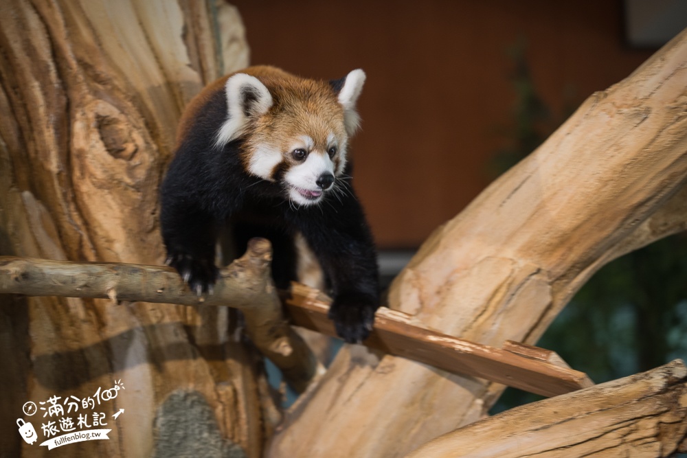 【沖繩名護自然動植物公園】沖繩必玩親子景點.搭小火車探索小亞馬遜河,與群鳥合影超震撼!