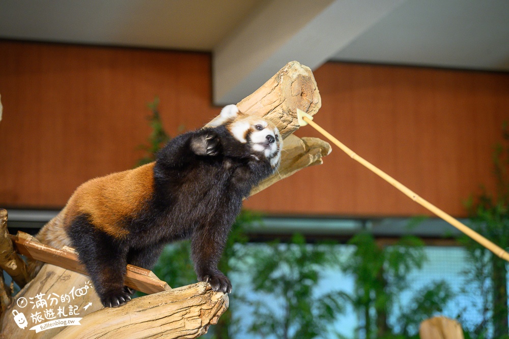 【沖繩名護自然動植物公園】沖繩必玩親子景點.搭小火車探索小亞馬遜河,與群鳥合影超震撼!