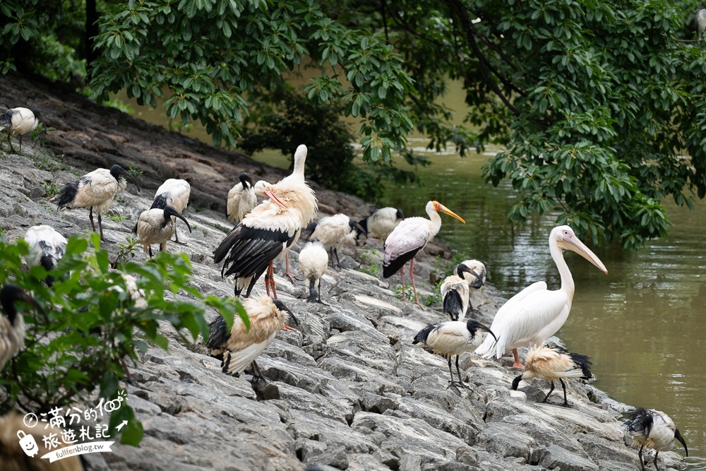 【沖繩名護自然動植物公園】沖繩必玩親子景點.搭小火車探索小亞馬遜河,與群鳥合影超震撼!