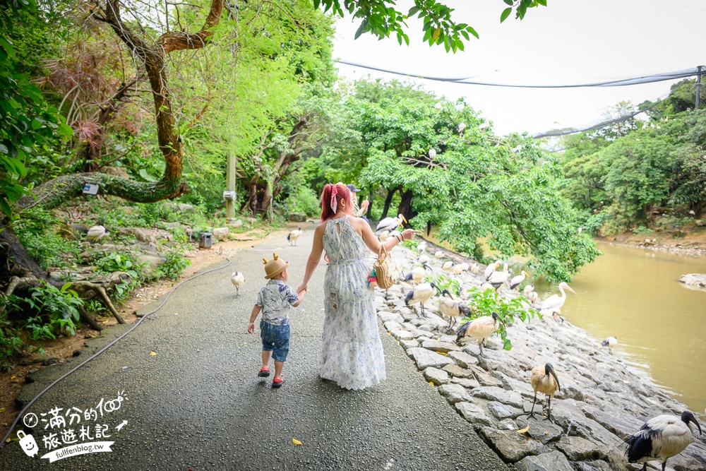 【沖繩名護自然動植物公園】沖繩必玩親子景點.搭小火車探索小亞馬遜河,與群鳥合影超震撼!