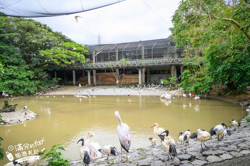 【沖繩名護自然動植物公園】沖繩必玩親子景點.搭小火車探索小亞馬遜河,與群鳥合影超震撼!