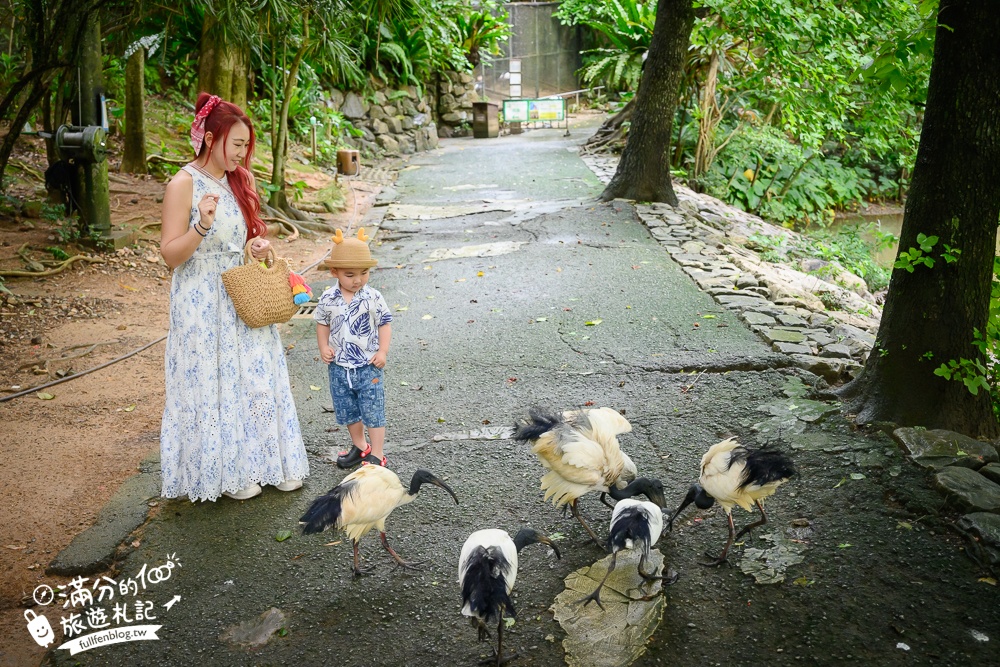 【沖繩名護自然動植物公園】沖繩必玩親子景點.搭小火車探索小亞馬遜河,與群鳥合影超震撼!