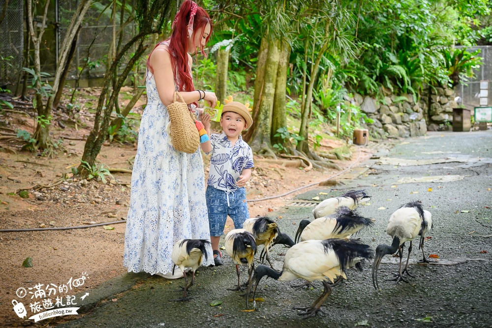 【沖繩名護自然動植物公園】沖繩必玩親子景點.搭小火車探索小亞馬遜河,與群鳥合影超震撼!